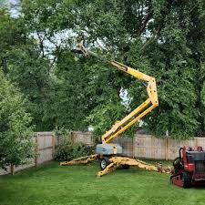 Trusted Farr West, UT Tree Care Experts