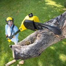 Best Tree and Shrub Care  in Farr West, UT