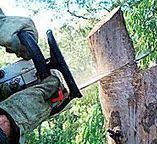 Best Tree Preservation Services  in Farr West, UT