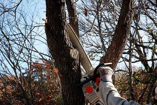 How Our Tree Care Process Works  in  Farr West, UT